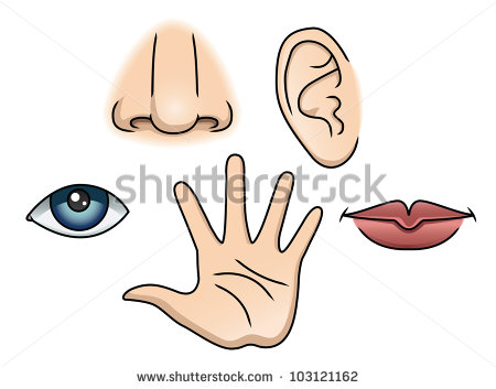 An Illustration Depicting The 5 Senses  Raster    103121162
