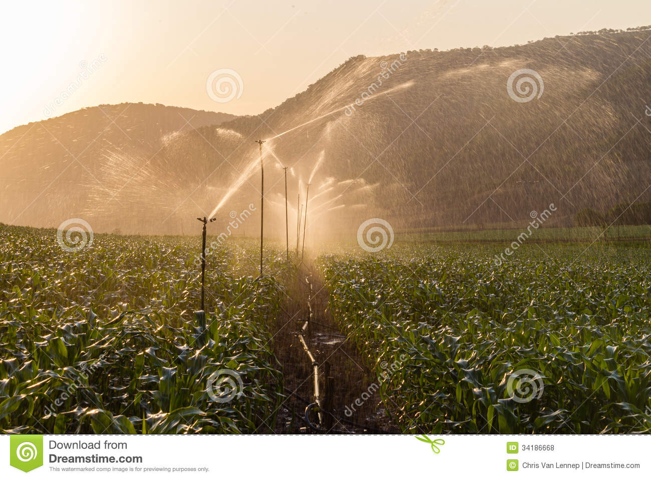Farm Maize Crop Water Spray Sprinklers Royalty Free Stock Photos