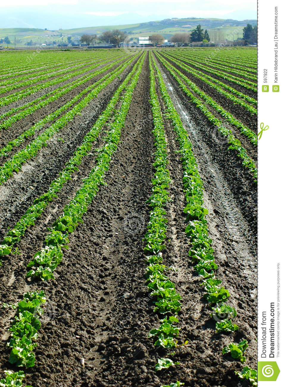 Lettuce Crop Stock Photography   Image  597922