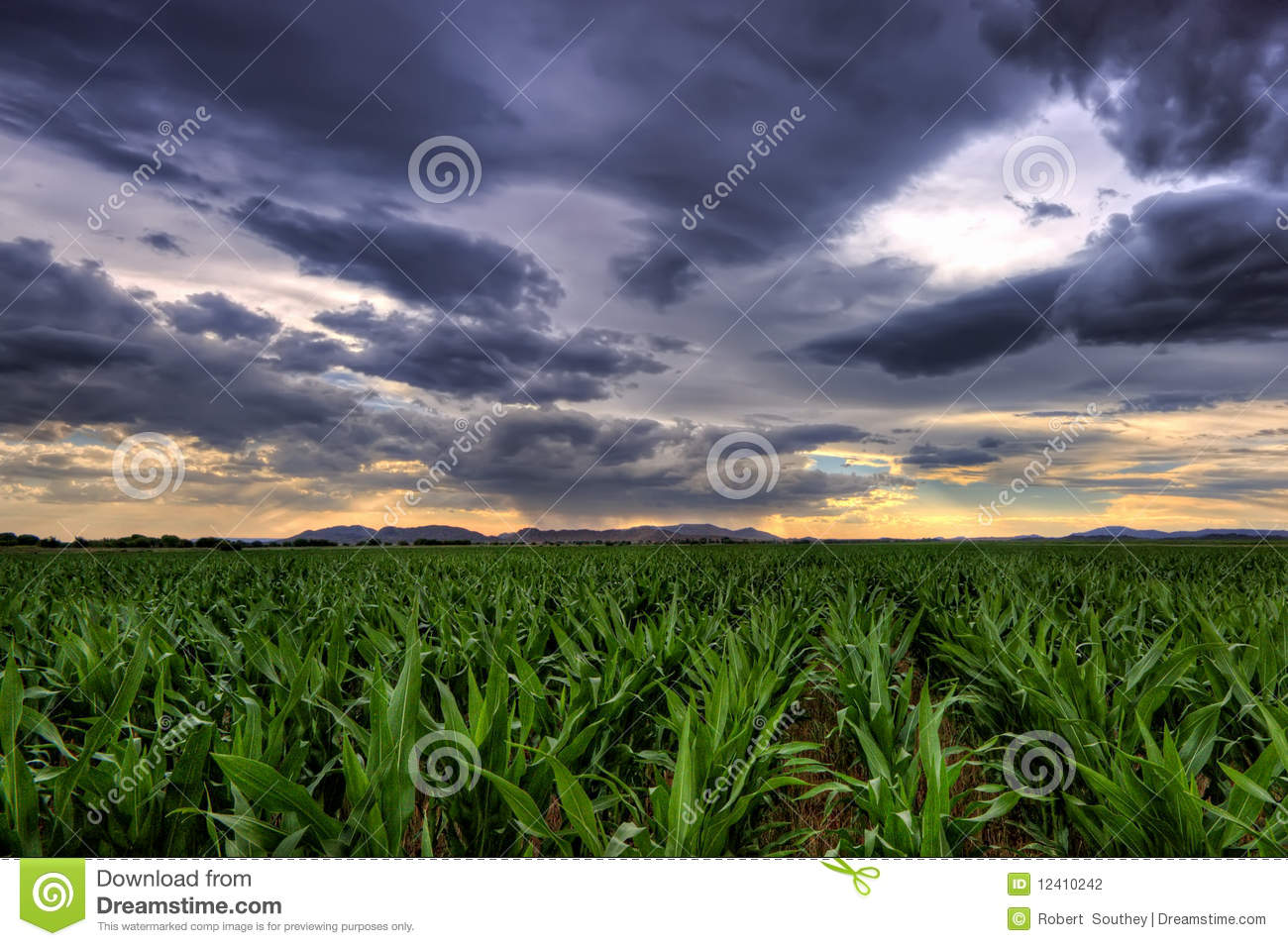 Maize Crop Stock Photography   Image  12410242