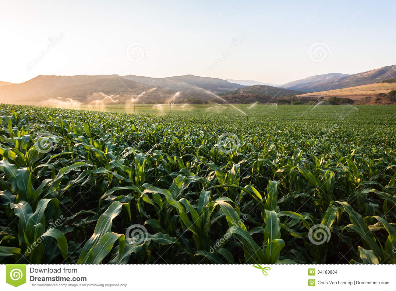 More Similar Stock Images Of   Farming Maize Crop Water Sprinklers