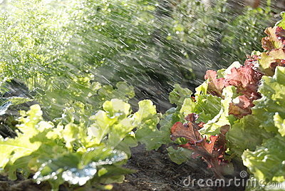 Sprinklers Watering A Home Grown Vegetable Garden Containing Lettuce