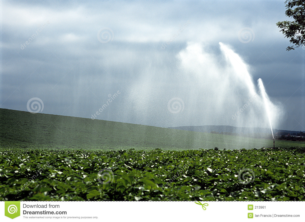 Water Crop Spraying  Stock Image   Image  213961