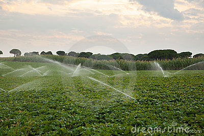 Water Sprinklers Watering The Crops In A Field
