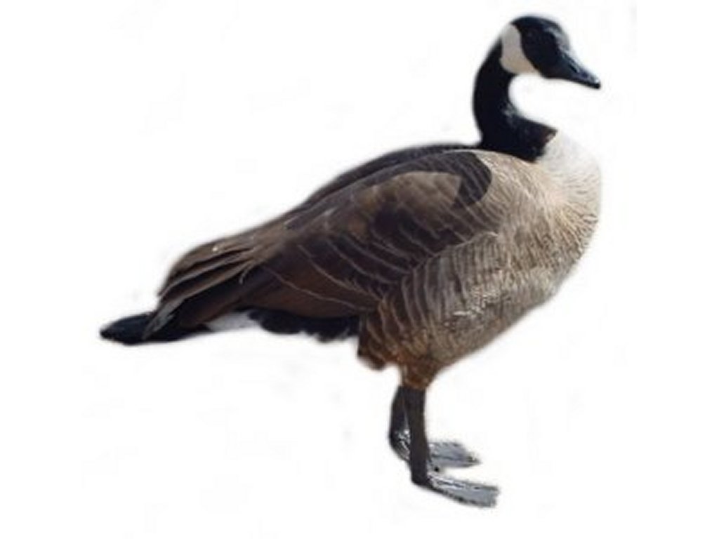 Geese Clip Art Pictures   Free Quality Clipart