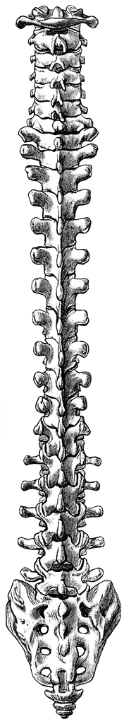 Spine Clipart Backbone Spine Vertebrae