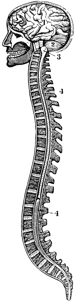 Spine Clipart The Spinal Column And Brain