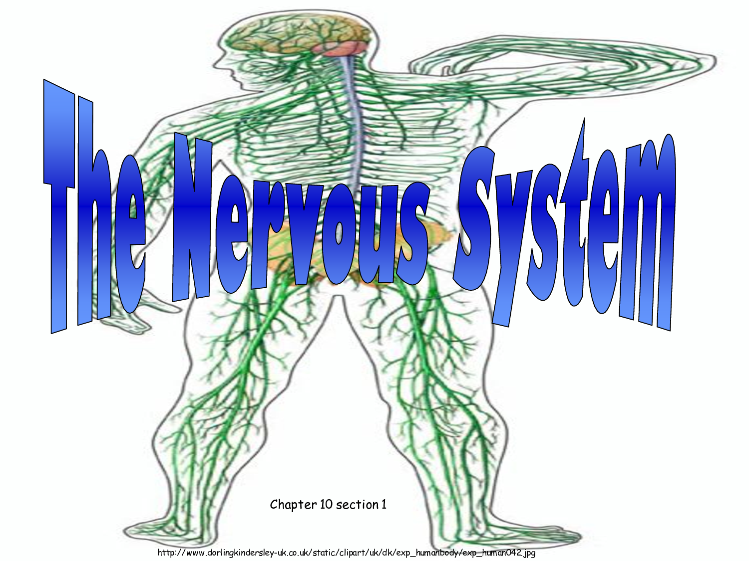 Nervous System Clipart 10 1 The Nervous System Ppt