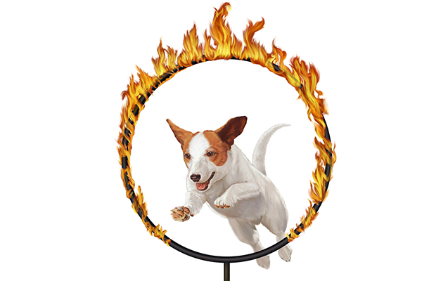 Dog Jumping Through Hoop Clip Art Car Pictures