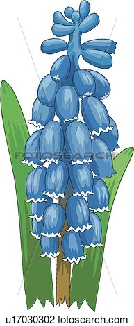 Clipart   Hyacinth   Fotosearch   Search Clip Art Illustration Murals