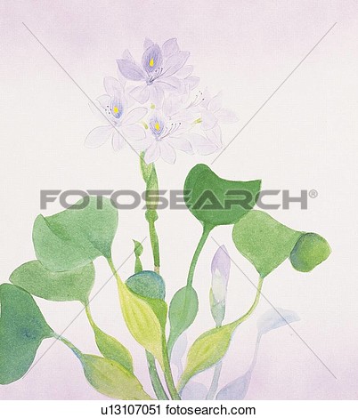 Clipart   Water Hyacinth Close Up  Fotosearch   Search Clip Art