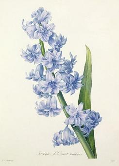 Free Hyacinth Clipart