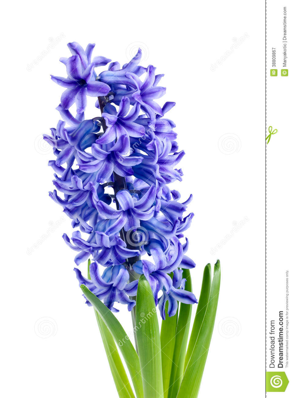 Hyacinth Black And White Clipart