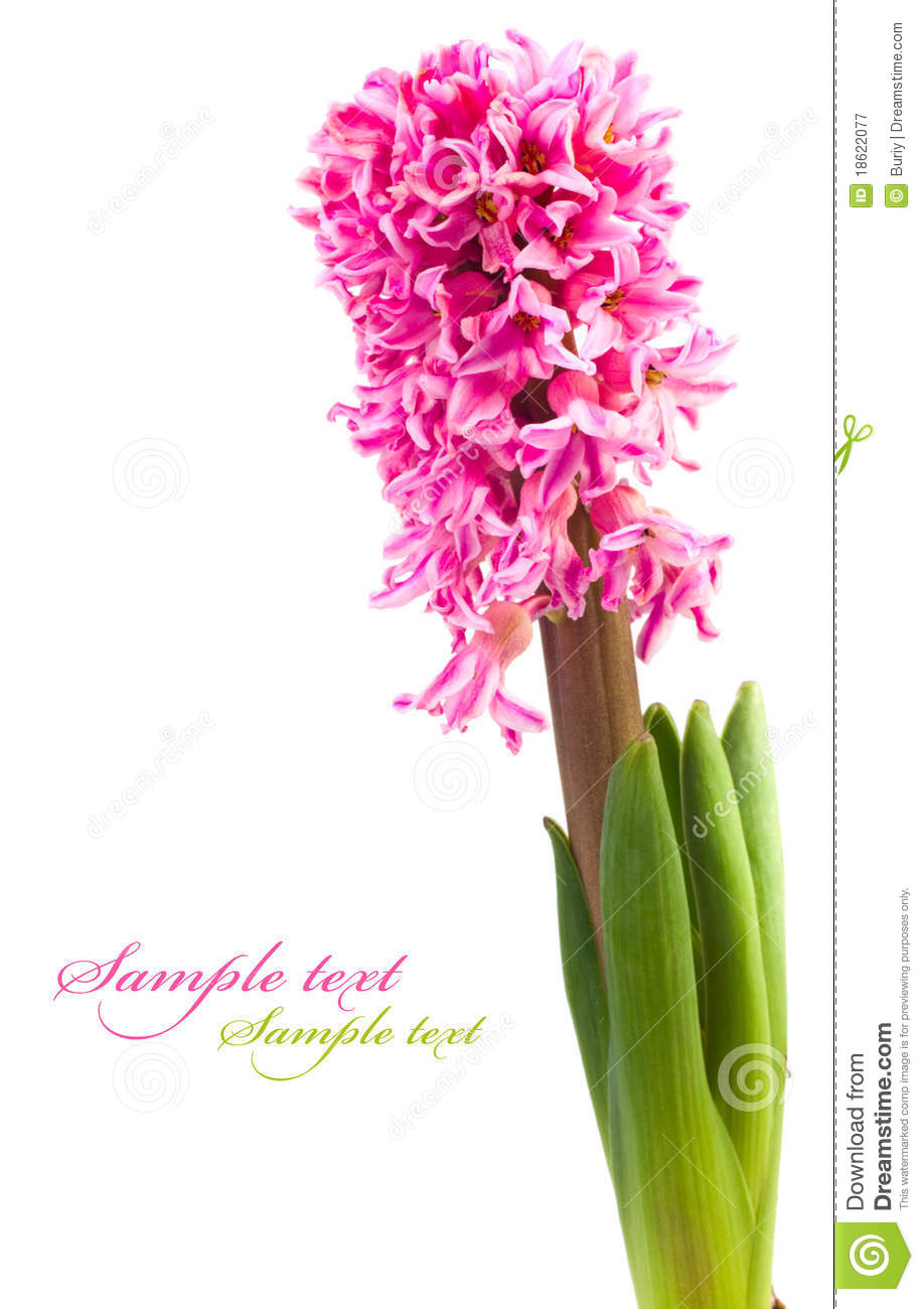 Hyacinth Flower Isolated On A White Background For Your Design