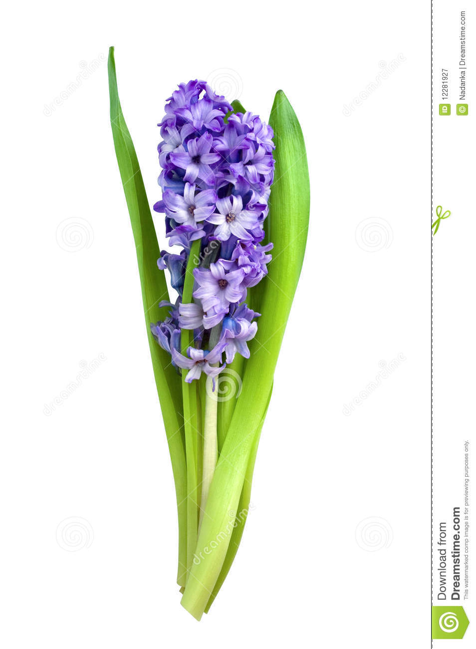 Hyacinth Royalty Free Stock Photography   Image  12281927