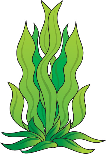 How To Draw Seaweed   Clipart Best