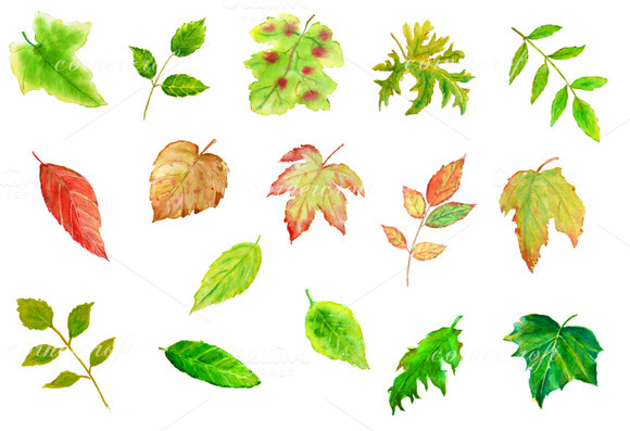 Watercolor Leaves Clipart   Objects On Creative Market