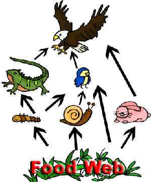 Create 3 Food Chains From This Food Web