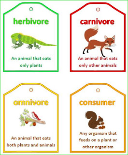 Food Chain And Food Web Vocabulary Words   Literacy Station For