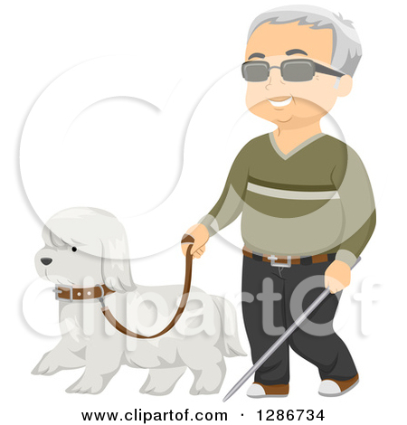 White Seeing Eye Guide Dog Walking With A Happy Blind Senior White Man    