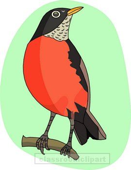 Birds   Robin   Classroom Clipart