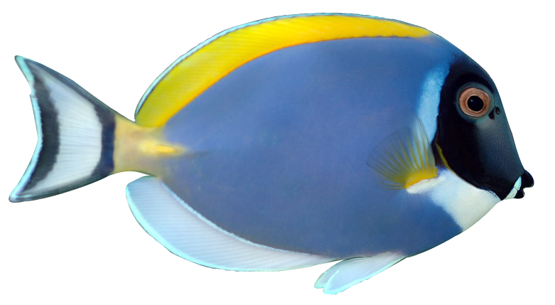 Powder Blue Tang Fish   Animalgals