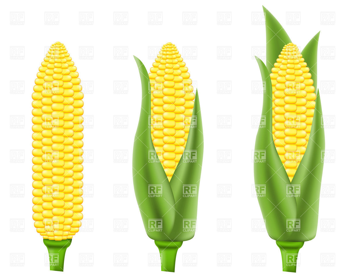 And Beverages   Corn  Maize  Download Royalty Free Vector Clipart