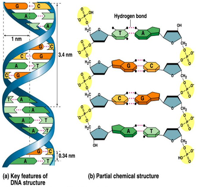 Dna Structure Labeled Clipart   Free Clipart