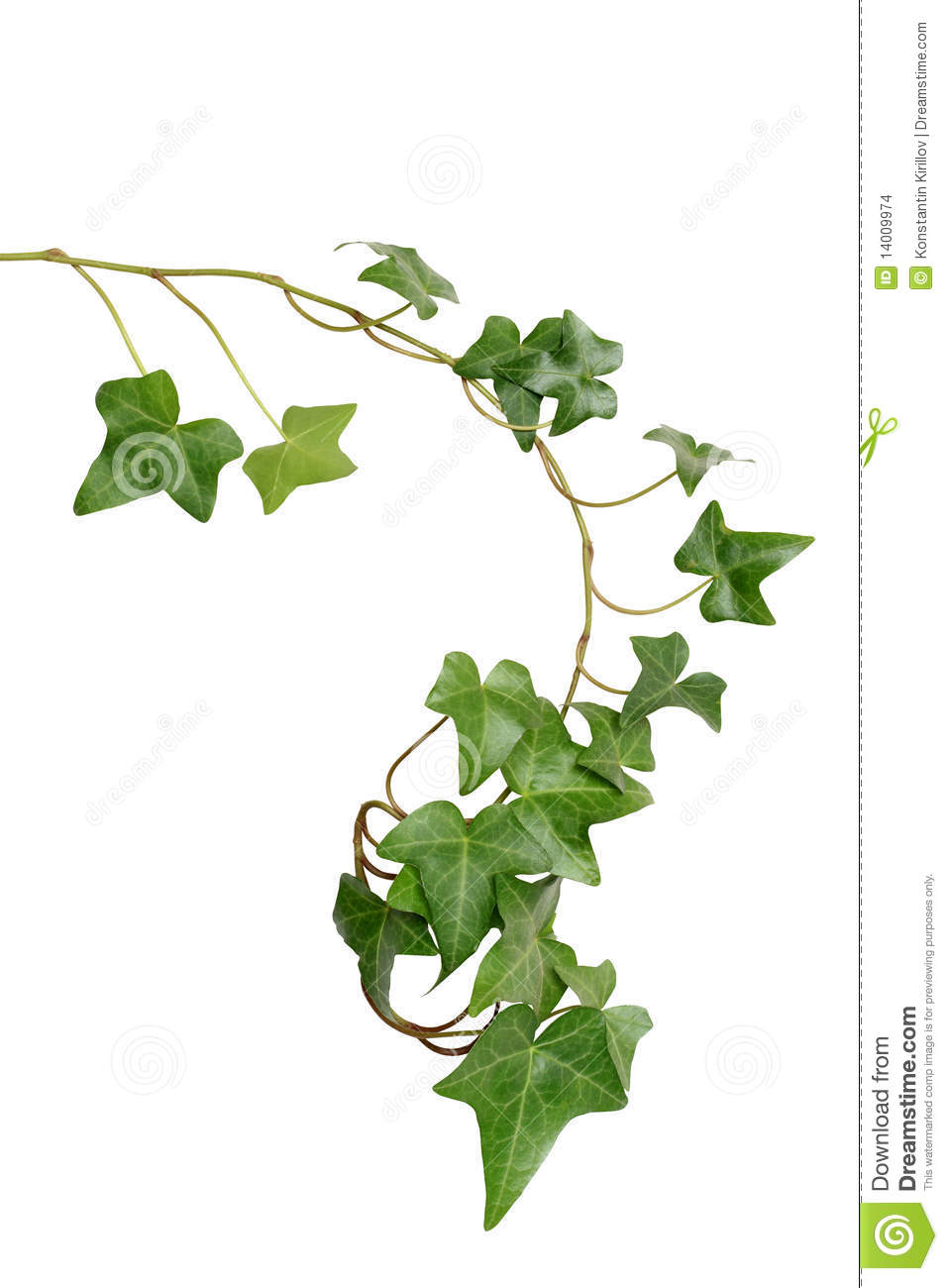 Green Ivy Stock Images   Image  14009974