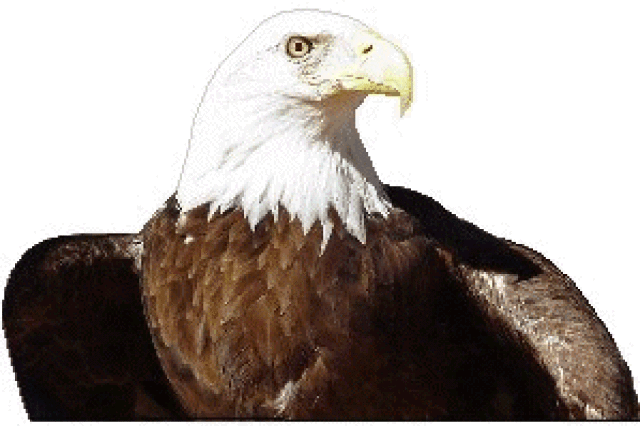Eagle Clip Art Free Eagle Clip Art Of Bald Eagles And Other Wild