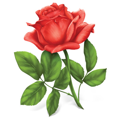 Rose Illustration Single Red Rose Clipart   Just Free Image Download