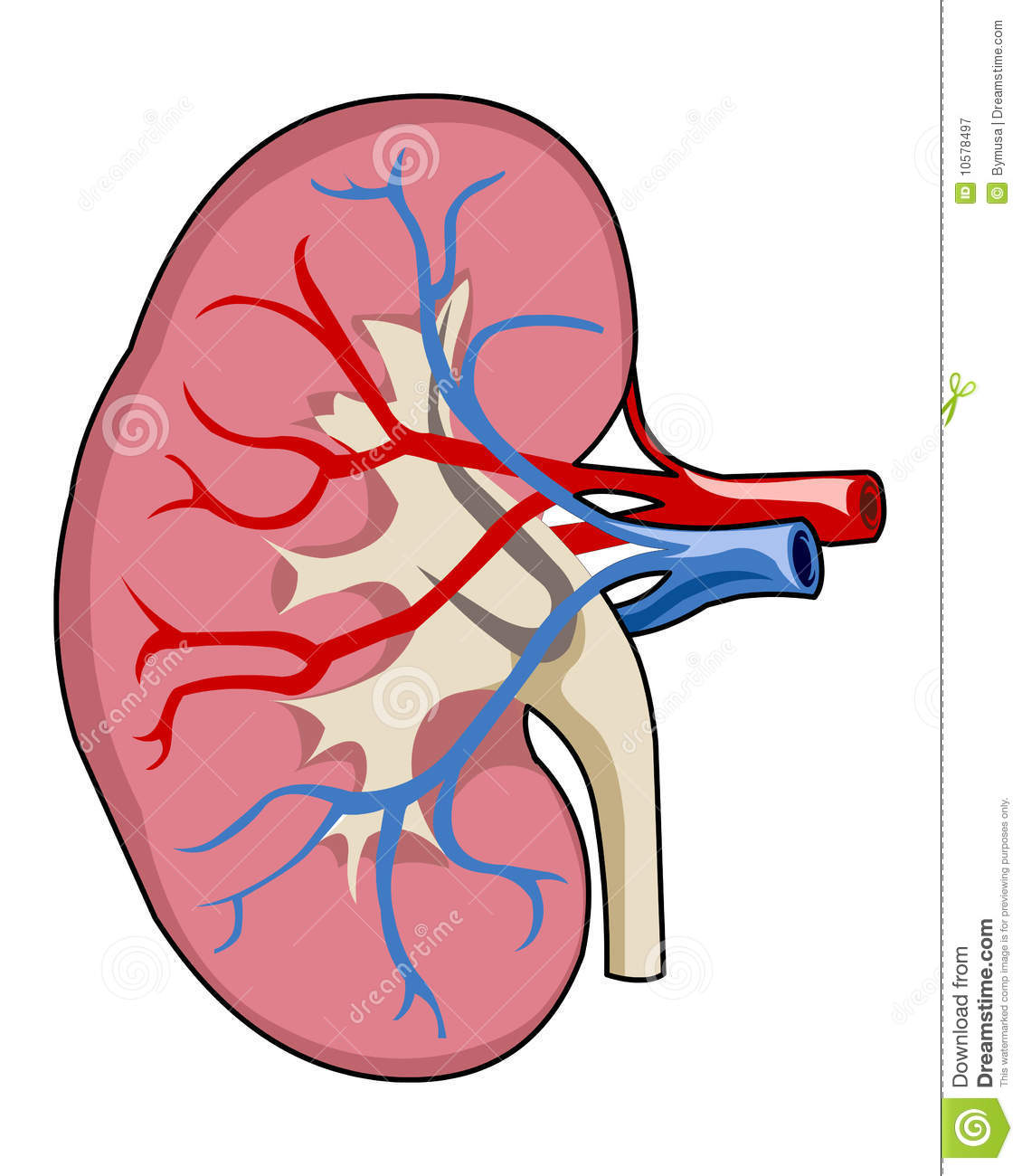 Detailed Of Kidney Illustration Computer Generated On White Background