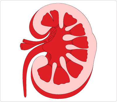 Kidney Clip Art