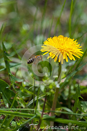 Tiny Bee Flies Above The Dandelion Flowers In Search Of Nectar