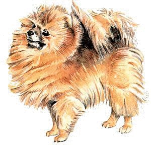 Free Pomeranian Clipart   Free Clipart Graphics Images And Photos