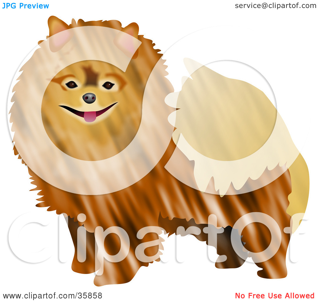 Pomeranian Clipart Clipart Illustration Of A