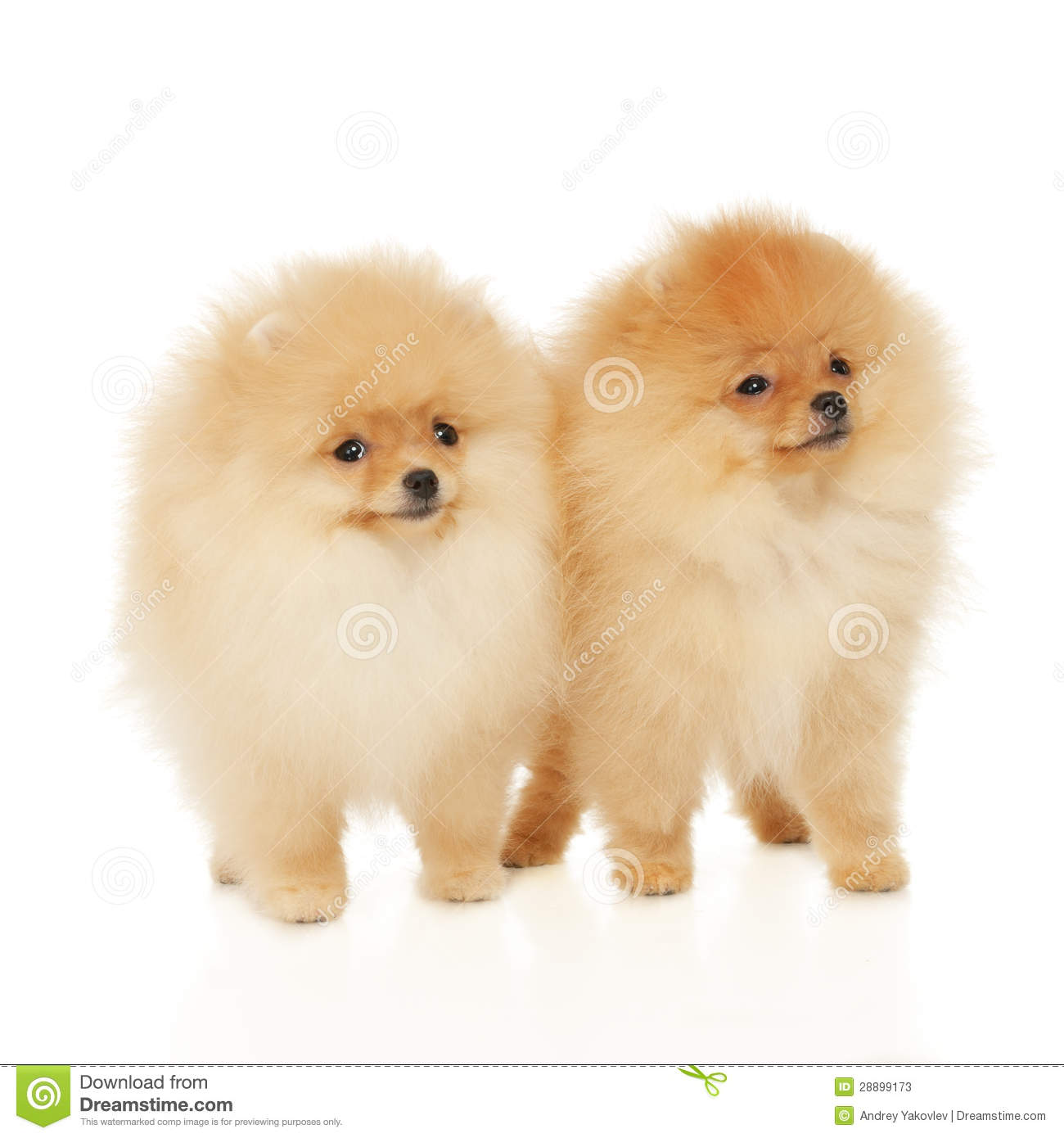 Pomeranian Clipart Two Pomeranian Spitz Puppies