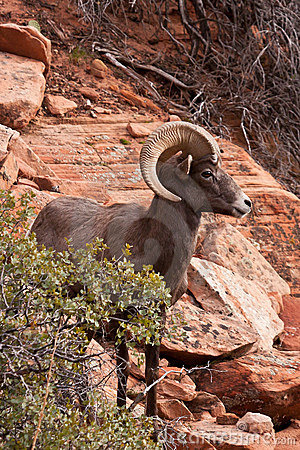 Desert Big Horn Ram Sheep Royalty Free Stock Photo   Image  17329645
