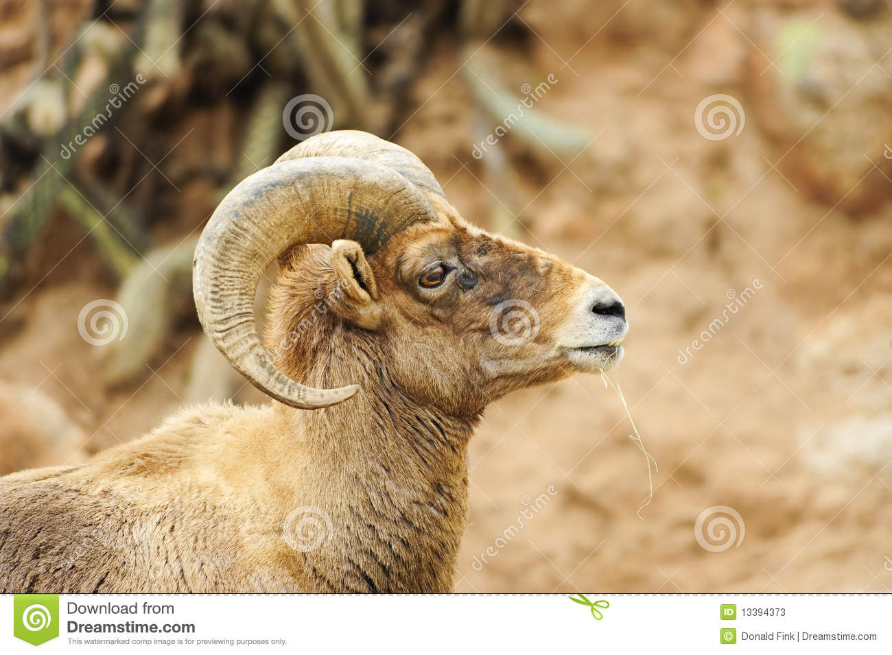 Desert Big Horn Sheep Stock Photos   Image  13394373