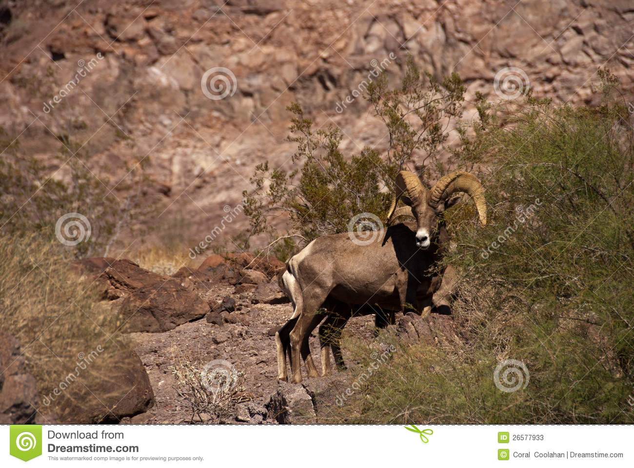 Desert Big Horn Sheep Stock Photos   Image  26577933