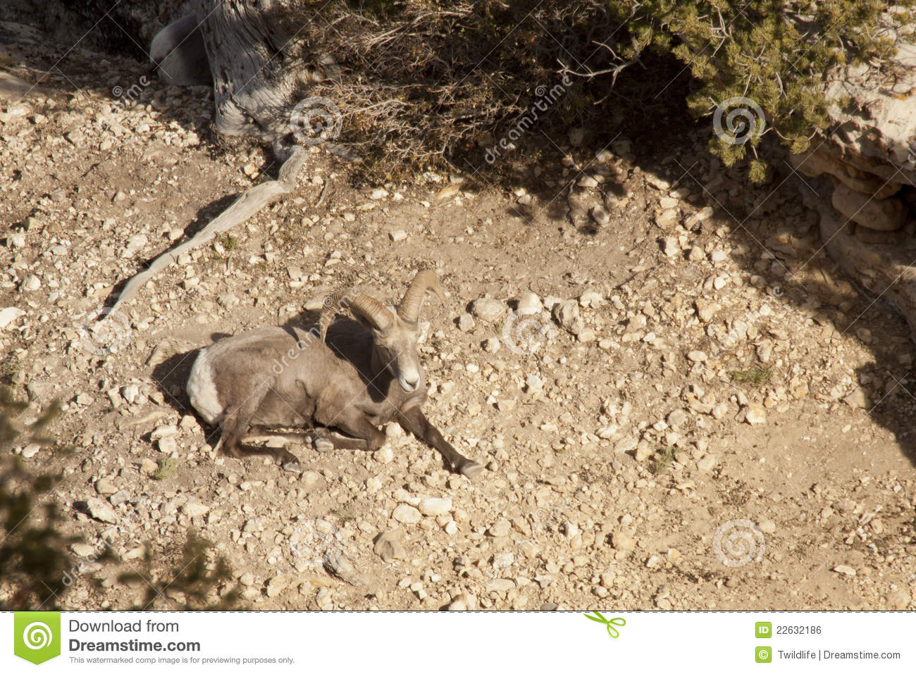 Desert Bighorn Sheep Ram Royalty Free Stock Image   Image  22632186