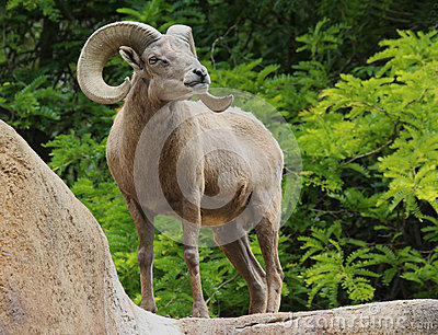 Male Desert Bighorn Sheep Displaying Huge Curved Horns Against Bright    