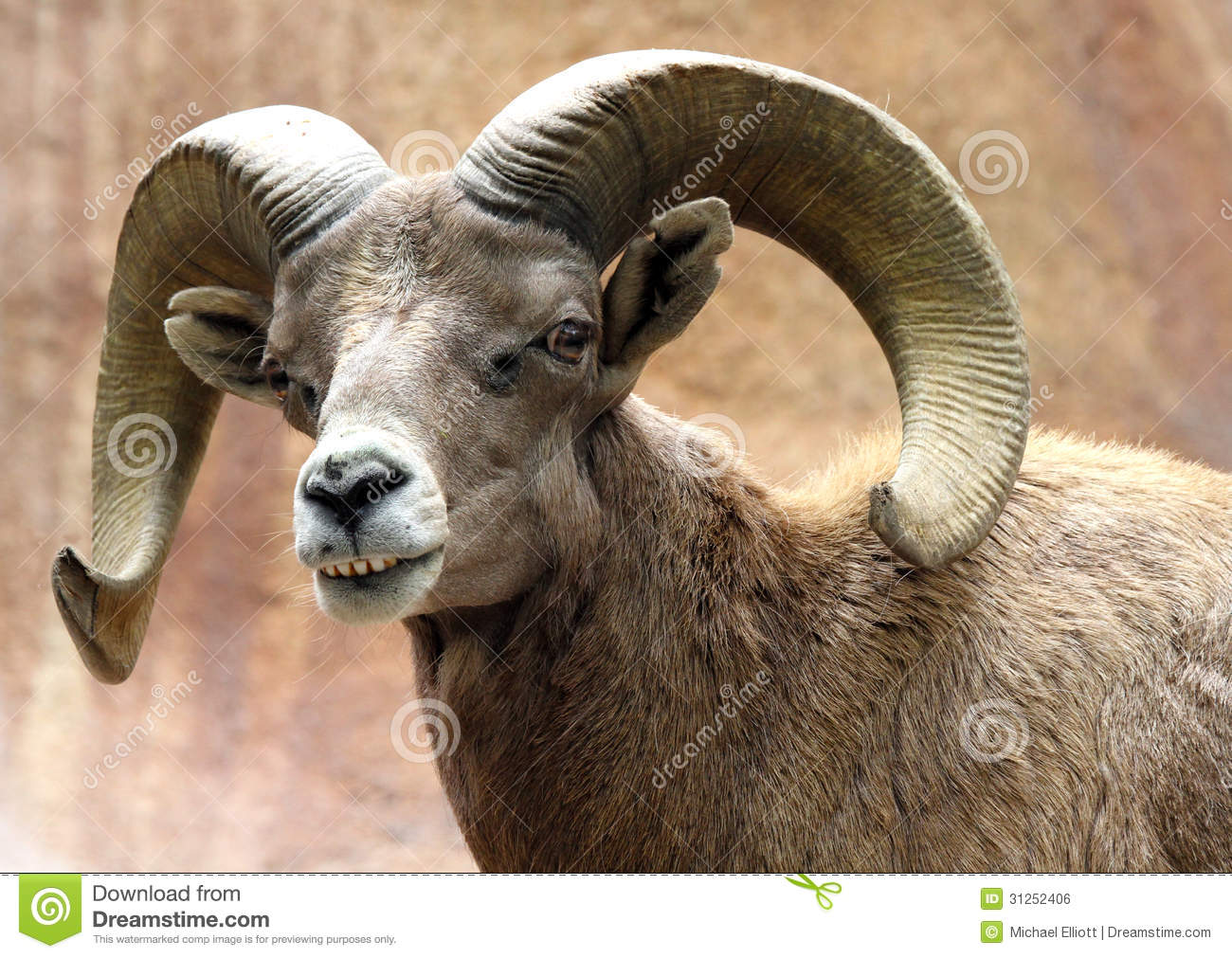 Male Desert Bighorn Sheep Displaying Huge Curved Horns And Teeth 
