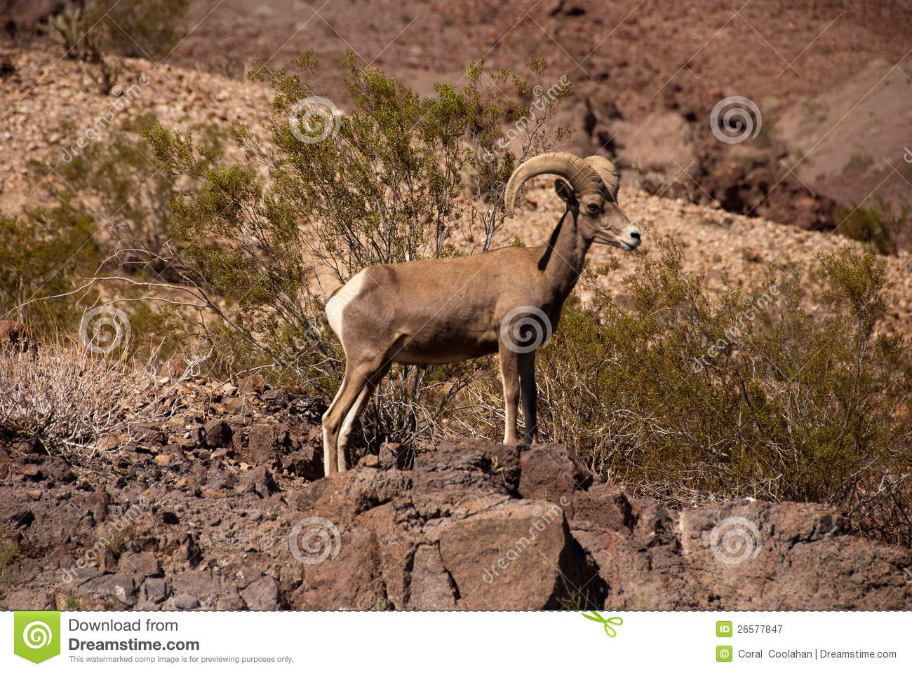 Ram Desert Big Horn Sheep Royalty Free Stock Photography   Image
