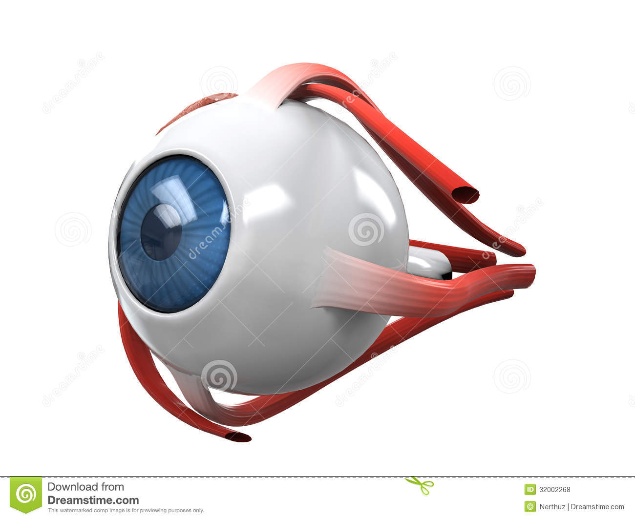 Human Eye Dissection Anatomy Isolated On White Background  3d Render