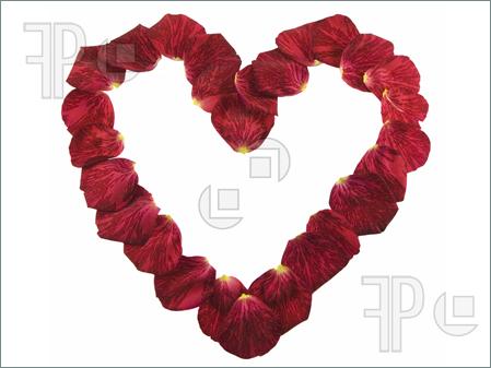 Rose Petal Petals Red Clipart   Free Clip Art Images