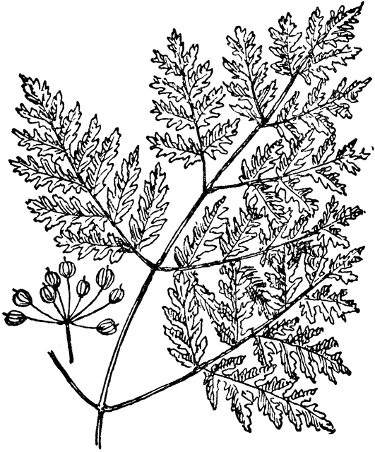Poison Ivy Clipart Etc Educational Technology Clearinghouse Pictures