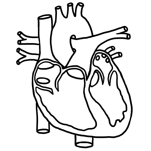 Real Heart Drawing   Clipart Panda   Free Clipart Images