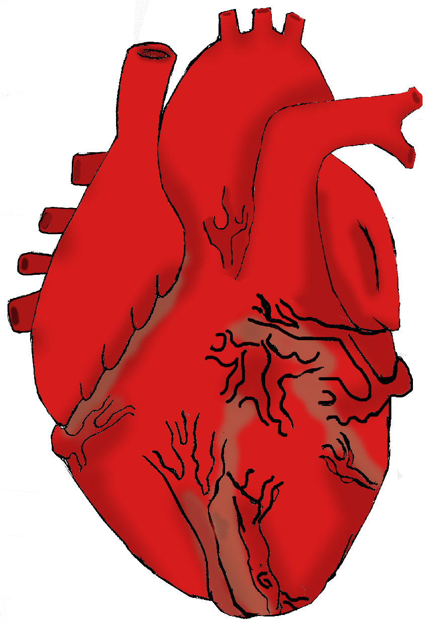 Real Heart Drawing Heart