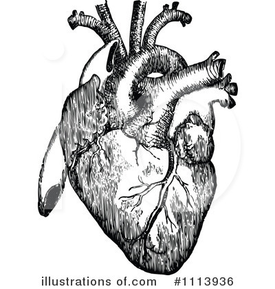 Royalty Free  Rf  Human Heart Clipart Illustration  1113936 By Prawny